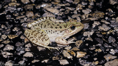 Lithobates berlandieri