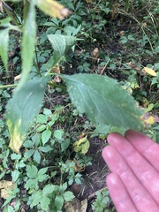 Cryptotaenia canadensis