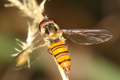 Episyrphus