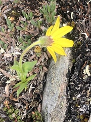 Arnica