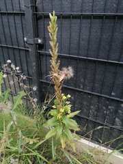 Oenothera pycnocarpa