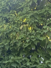 Catalpa speciosa