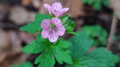 Geranium seemannii