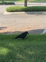 Corvus brachyrhynchos