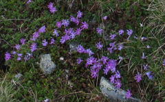 Primula minima