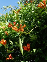 Campsis radicans