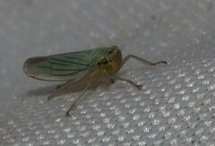 Cicadella