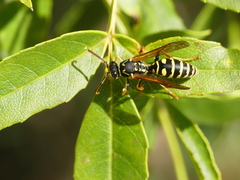 Polistes associus