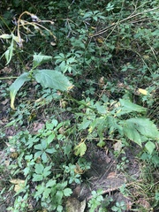 Cryptotaenia canadensis