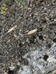 Xeranthemum cylindraceum