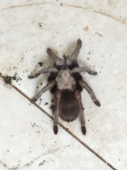 Theraphosinae