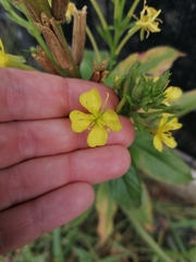 Oenothera pycnocarpa
