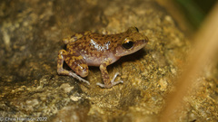 Eleutherodactylus marnockii