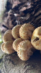 Pholiota squarrosa