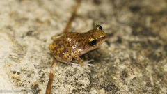Eleutherodactylus marnockii