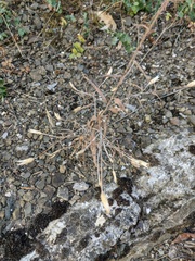 Xeranthemum cylindraceum