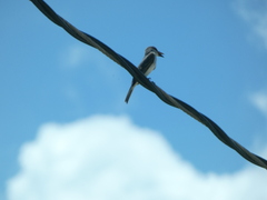 Tyrannus dominicensis