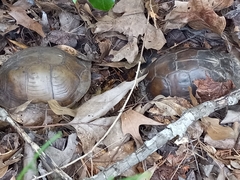 Terrapene carolina triunguis