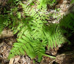 Athyrium angustum