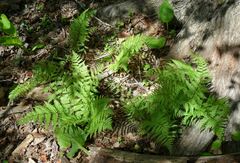 Athyrium angustum