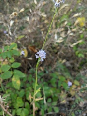 Cephalaria transsylvanica