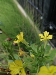 Oenothera pycnocarpa