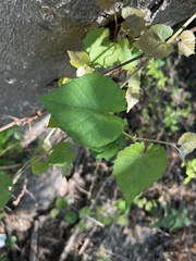Vitis cinerea