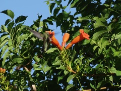 Campsis radicans