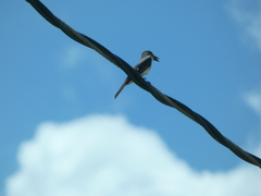 Tyrannus dominicensis