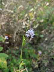 Cephalaria transsylvanica