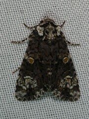 Craniophora ligustri