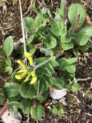 Astragalus umbellatus