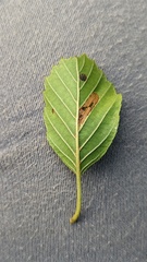 Phyllonorycter rajella