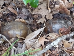Terrapene carolina triunguis