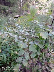 Thalictrum minus
