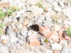 Erebia