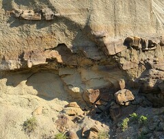 Petrochelidon pyrrhonota