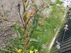 Oenothera pycnocarpa