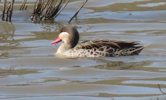 Anas erythrorhyncha