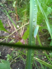 Cicadella