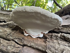 Ganoderma applanatum