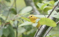 Protonotaria citrea