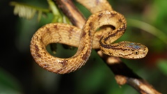 Atayal Slug-Eating Snake photo 2