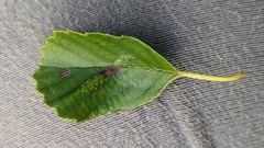 Phyllonorycter rajella
