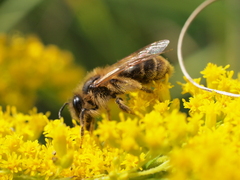 Andrena