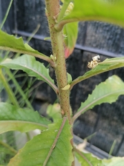 Oenothera pycnocarpa