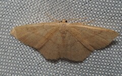 Cyclophora linearia