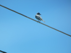 Tyrannus dominicensis