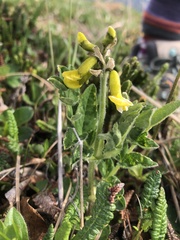 Astragalus umbellatus