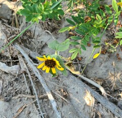 Helianthus petiolaris